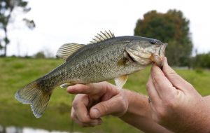 Largemouth bass from Kentucky Lake fishing